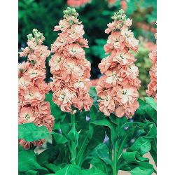 Cổ phiếu màu hồng cam, cổ phiếu mười tuần "Excelsior" - 300 hạt - Matthiola incana annua
