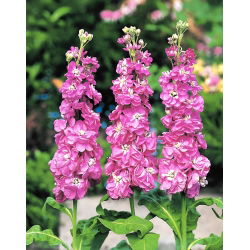 Cổ phiếu màu hồng, cổ phiếu mười tuần "Excelsior" - 300 hạt - Matthiola incana annua