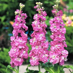 Cổ phiếu màu hồng, cổ phiếu mười tuần "Excelsior" - 300 hạt - Matthiola incana annua