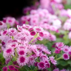Pink flossflower, - 3500 sjemenki - Ageratum houstonianum - sjemenke
