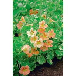 Nasturtium Alaska Somon Portakal tohumları - Tropaeolum majus var. Nanum - 24 tohum