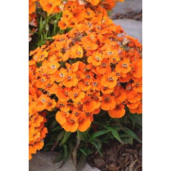 Semi di Nemesia Orange Prince - Nemesia strumosa - 1000 semi