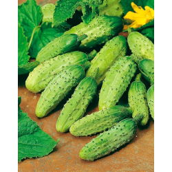 Cucumber Wisconsin SMR 58 seeds - Cucumis sativus - 250 seeds