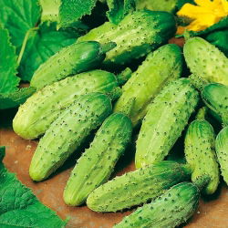 Cucumber Wisconsin SMR 58 seeds - Cucumis sativus - 250 seeds