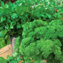 Pētersīļi - mixed - 3000 sēklas - Petroselinum crispum