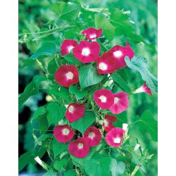 Kerti hajnalka - Scarlet O'Hara - 36 magok - Ipomea purpurea