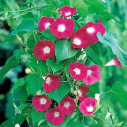 Kerti hajnalka - Scarlet O'Hara - 36 magok - Ipomea purpurea