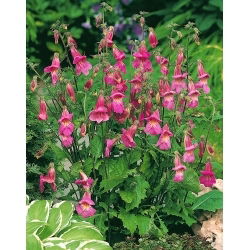 Biji Foxglove Cina - Rehmannia elata - 500 biji - benih