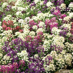 Silkedodre - bland - 1750 frø - Lobularia maritima