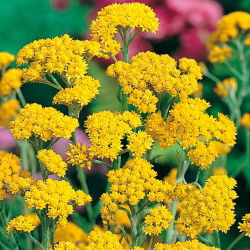 Sementes Helipterum Sandfordii - Helipterum Sandfordii - 400 sementes - Helipetrum sanfordii