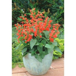 Ahli bijak darah, bijak Texas - 210 biji - Salvia coccinea - benih