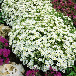 Mountain Sandwort-zaden - Arenaria montana - 75 zaden