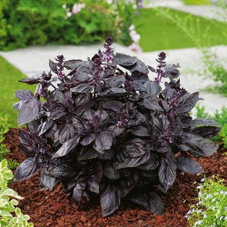 Sjeme crvenog rubina - Ocimum basilicum - 325 sjemenki - sjemenke