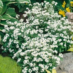 Valge Unustage-Me-Ei, seemned - Myosotis alpestris - 460 seemet