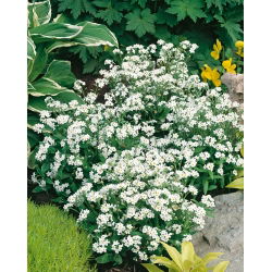 Valge Unustage-Me-Ei, seemned - Myosotis alpestris - 460 seemet