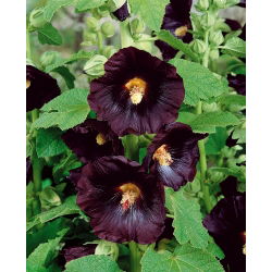 Черные семена мальвы - Althaea rosea var. Нигра - 35 семян - Alcea rosea var. Nigra