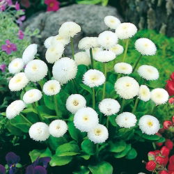 Насіння англійської ромашки - Bellis perennis - 690 насіння