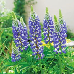Hạt giống Lupin The Governor - Lupinus polyphyllus - 90 hạt