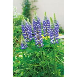 Hạt giống Lupin The Governor - Lupinus polyphyllus - 90 hạt