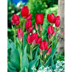 Tulpės Red Georgette - pakuotėje yra 5 vnt - Tulipa Red Georgette