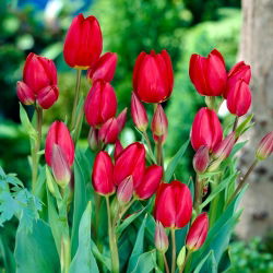 Tulpės Red Georgette - pakuotėje yra 5 vnt - Tulipa Red Georgette