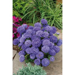 China Aster Milady Lila zaden - Callistephus chinensis - 500 zaden - Callistephus chinensis.