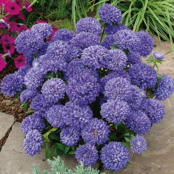 China Aster Milady Lila zaden - Callistephus chinensis - 500 zaden - Callistephus chinensis.