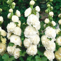 Hạt trắng đôi của Hollyhock Chater - Althea rosea fl. pl. - 50 hạt - Althaea rosea