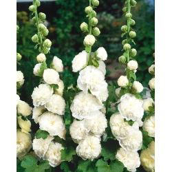 Hạt trắng đôi của Hollyhock Chater - Althea rosea fl. pl. - 50 hạt - Althaea rosea