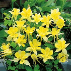 Семе Голден Цолумбине - Акуилегиа цхрисантха - 270 семена - Aquilegia chrysantha