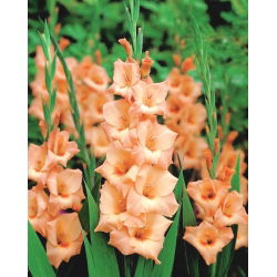 Glayöl Peter Pears - 5 ampul - Gladiolus Peter Pears