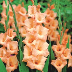 Glayöl Peter Pears - 5 ampul - Gladiolus Peter Pears