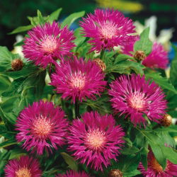 Bajorė Balsvoji - (Centaurea dealbata) - Ryškus bičių traukos centras, puikiai tinka gėlynams - Šviežios sėklos