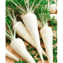 Корен магданоз "Cukrowa" - 100 г - 42500 семена - Petroselinum crispum 