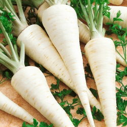 Семена от корени от магданоз Cukrowa - Petroselinum crispum - 4250 семена