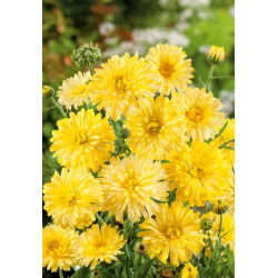Крем за саксии с калигоподобни семена - Calendula offficinalis - 240 семена - Calendula officinalis