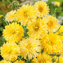 Крем за саксии с калигоподобни семена - Calendula offficinalis - 240 семена - Calendula officinalis