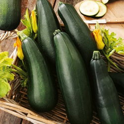 Тиквице "Сораиа" - 100 г семена - 1000 семена - Cucurbita pepo 