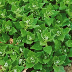 Novozelandska semena špinače - Tetragonia expansa - 70 semen - Tetragonia expansa L.