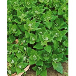 Novozelandska semena špinače - Tetragonia expansa - 70 semen - Tetragonia expansa L.