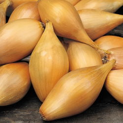 Cipolla - Zebrune - Delicata, dolce: perfetta per cucina versatile - Semi Freschi