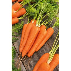 Морква Насіння коралу - Daucus carota - 4250 насіння - Daucus carota ssp. sativus 