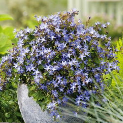 Serbian Bellflower - Campanula poscharskyana - Endless Blue, Perfect Ground Cover - Fresh Seeds