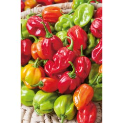 พริกไทย Habanero - ร้อนมาก - 25 เมล็ด - Capsicum L.