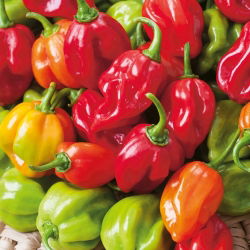 พริกไทย Habanero - ร้อนมาก - 25 เมล็ด - Capsicum L.
