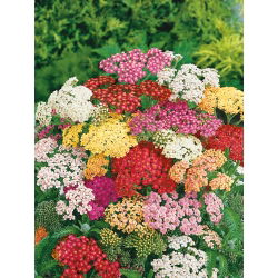 Řebříček obecný - směs - Achillea millefolium - Krásná rostlina pro louky plné květů - Čerstvá semena