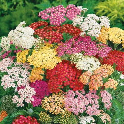 Řebříček obecný - směs - Achillea millefolium - Krásná rostlina pro louky plné květů - Čerstvá semena