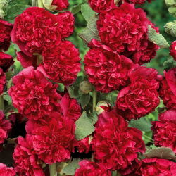 Рябина обыкновенная - 50 семян - Althaea rosea - семена