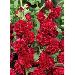 Рябина обыкновенная - 50 семян - Althaea rosea - семена