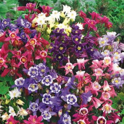 Цолумбине "Биедермеиер", Гранни'с боннет - 210 семена - Aquilegia x hybrida